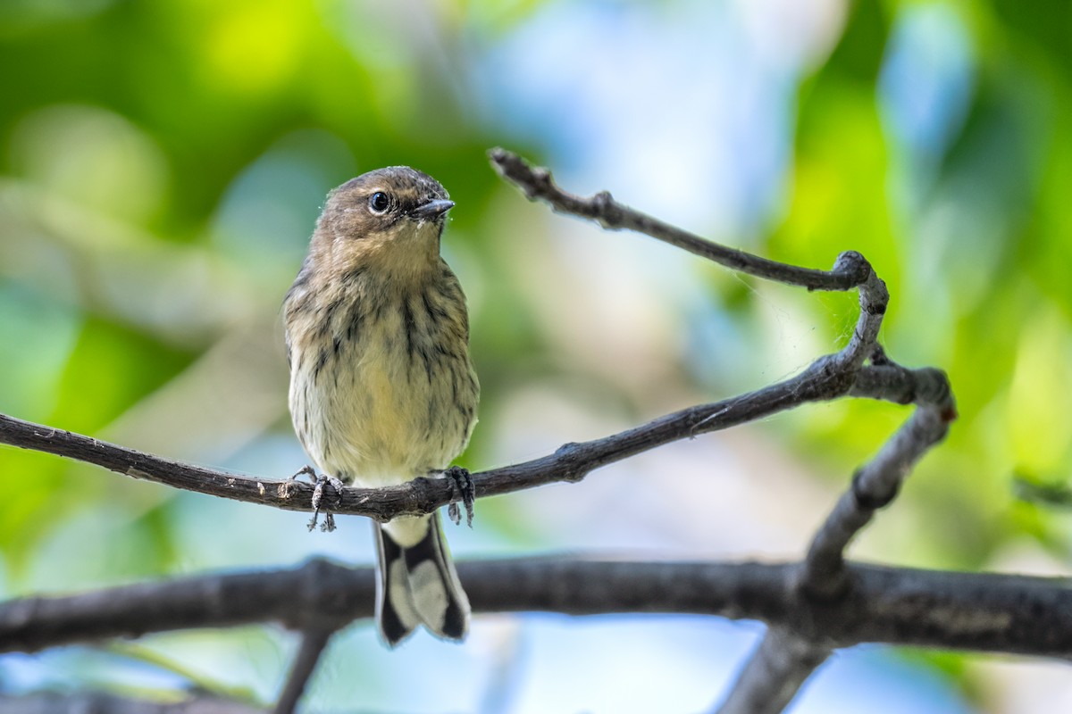 Palm Warbler - ML623955823