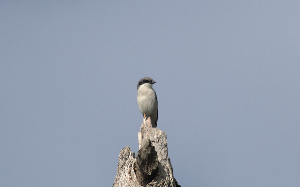 Loggerhead Shrike - ML623955826