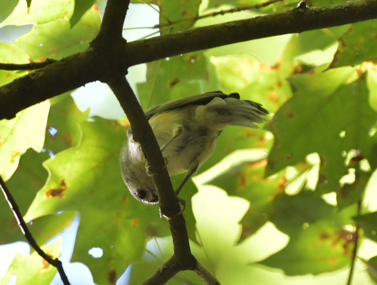 Tufted Titmouse - ML623955833