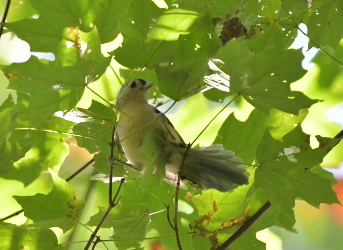 Tufted Titmouse - ML623955834