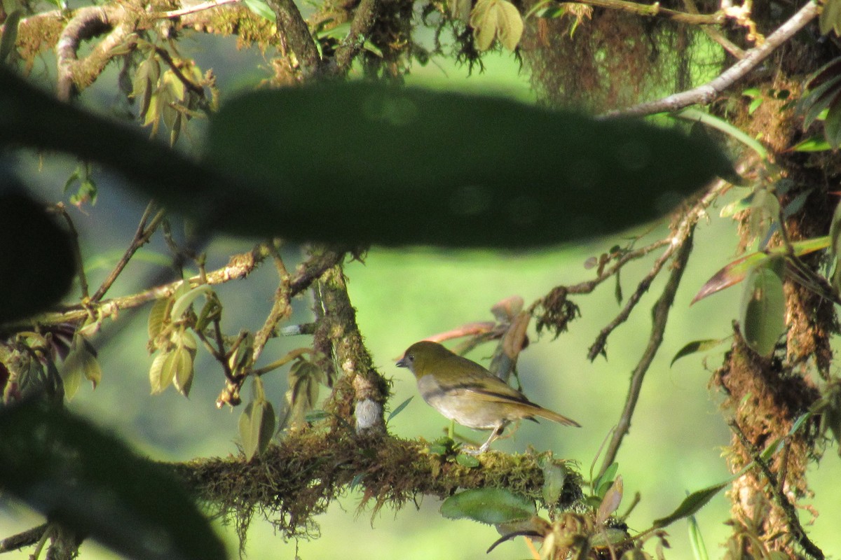 Yellow-throated Chlorospingus - ML623955835