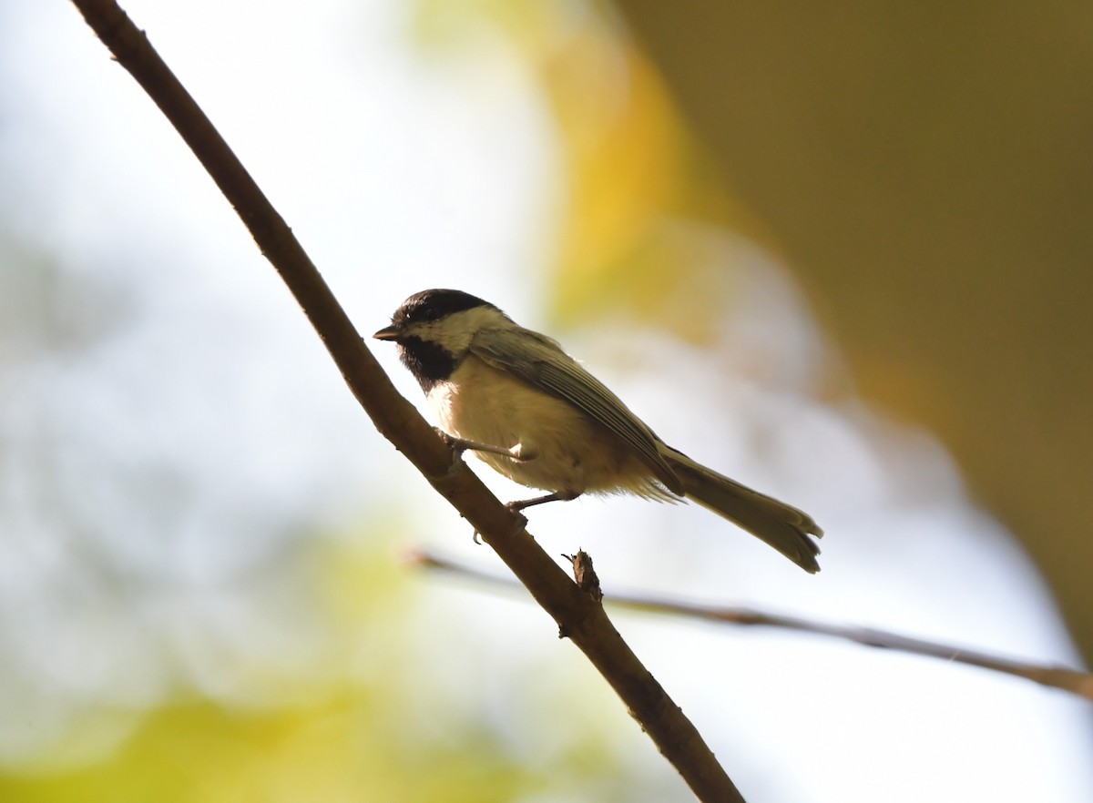 Carolina Chickadee - ML623955837