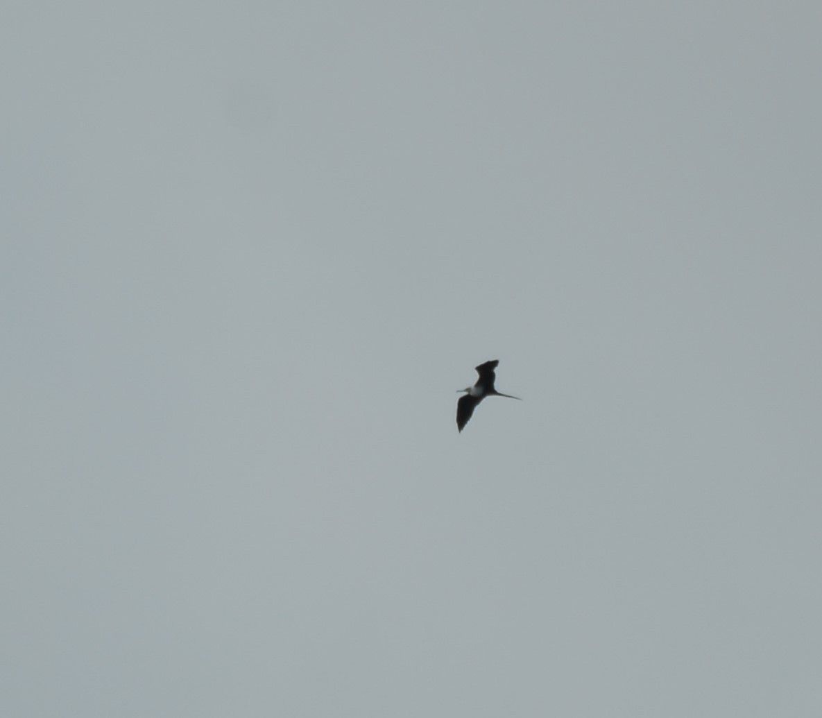 Magnificent Frigatebird - ML623955840