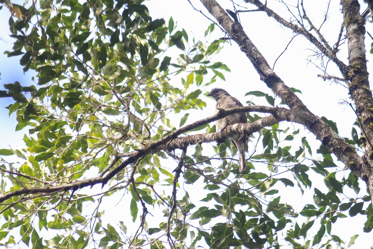 Scaly-throated Honeyguide - ML623955848