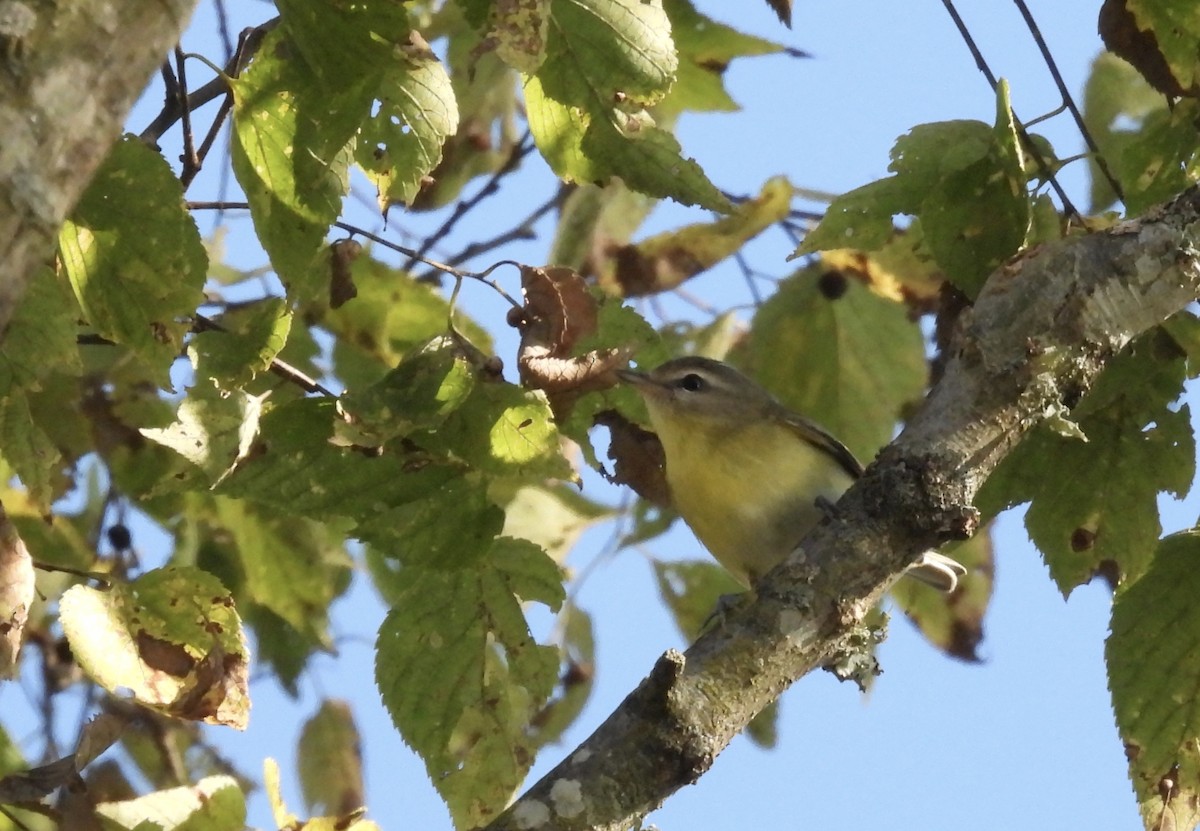 Philadelphia Vireo - ML623955863