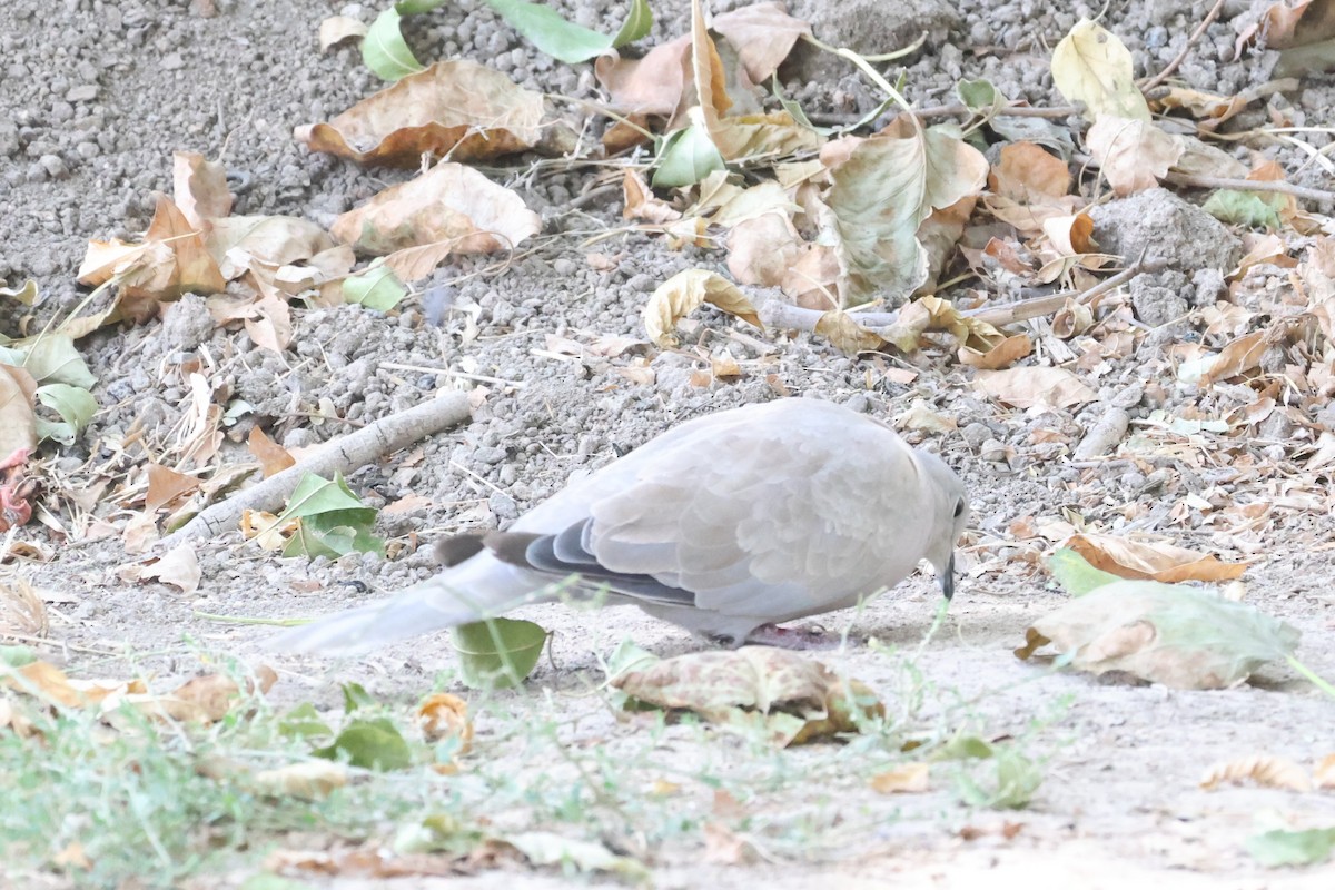 Eurasian Collared-Dove - ML623955870