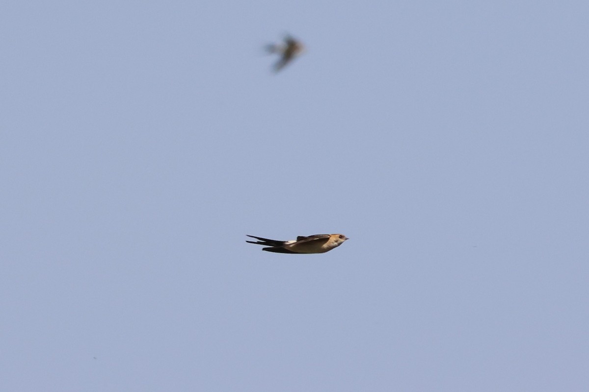 Red-rumped Swallow - ML623955873