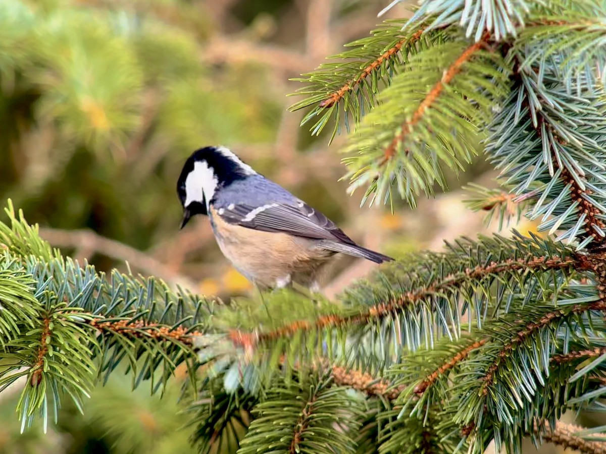 Coal Tit - Detlef Buettner