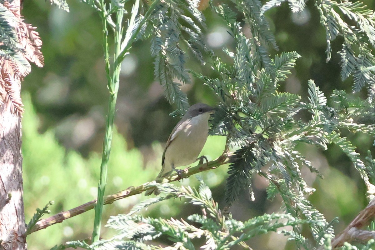 Lesser Whitethroat - ML623955884