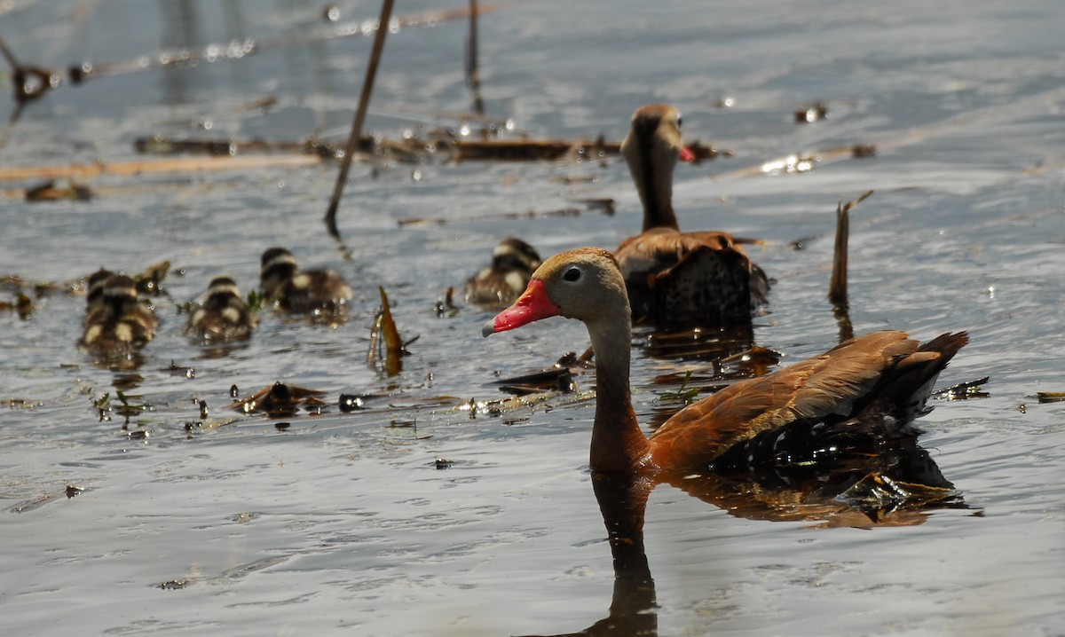 Black-bellied Whistling-Duck - ML623955894