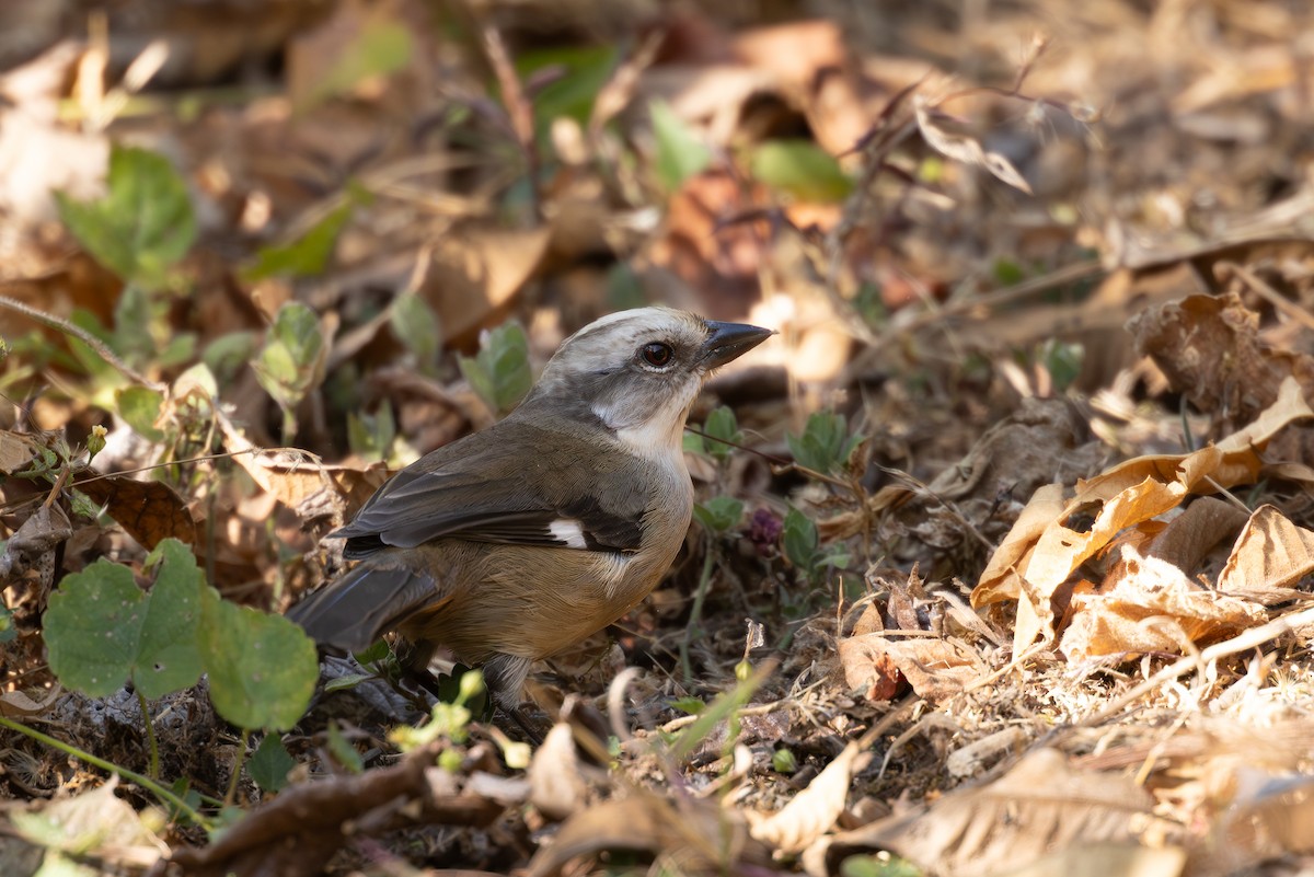 Pale-headed Brushfinch - ML623955895