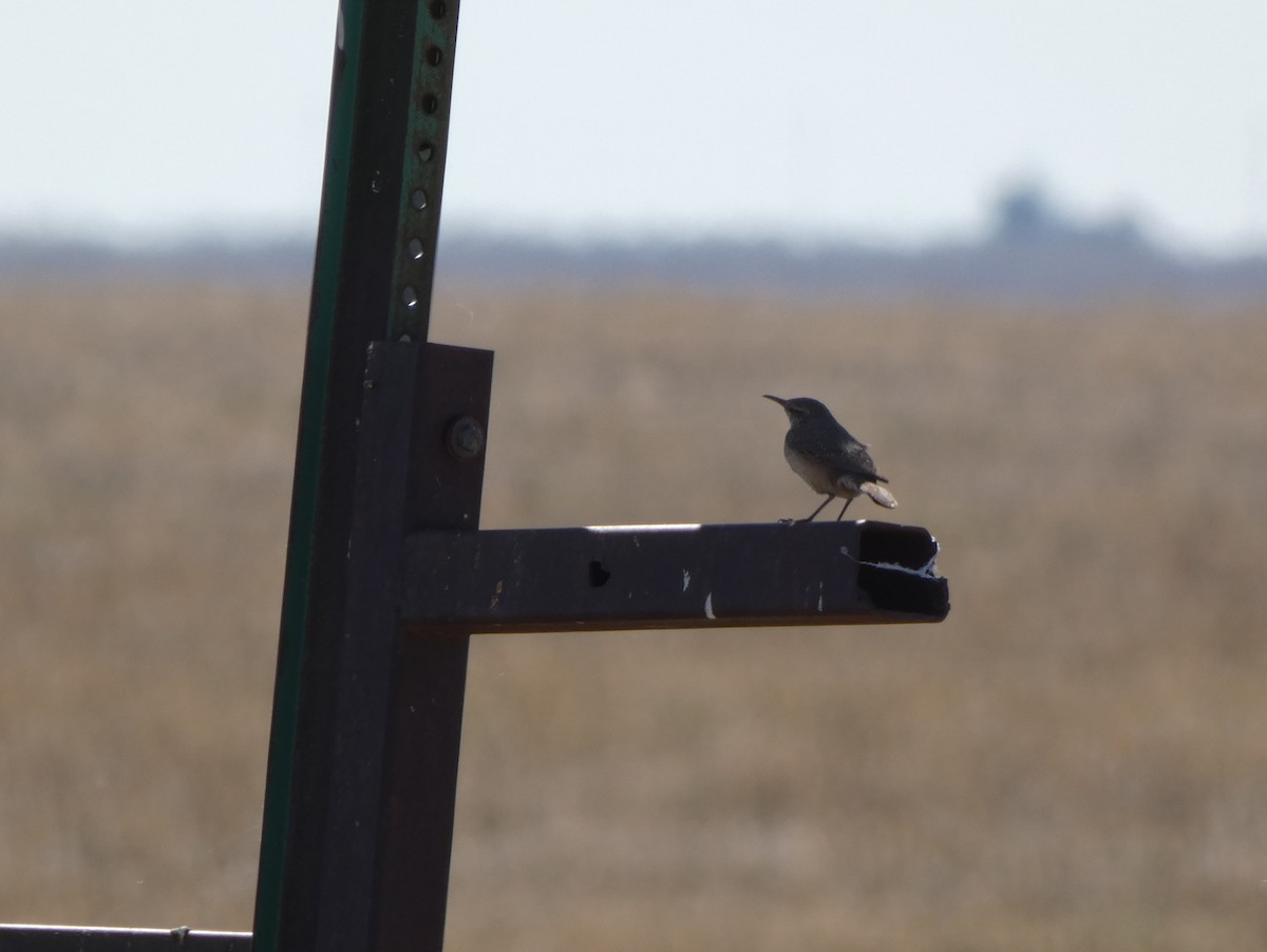 Rock Wren - ML623955896