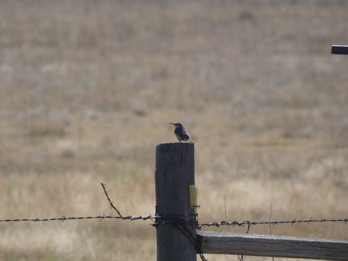 Rock Wren - ML623955897