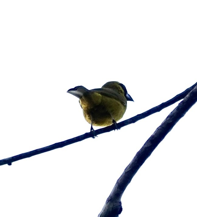 Yellow-green Grosbeak - Jill Punches