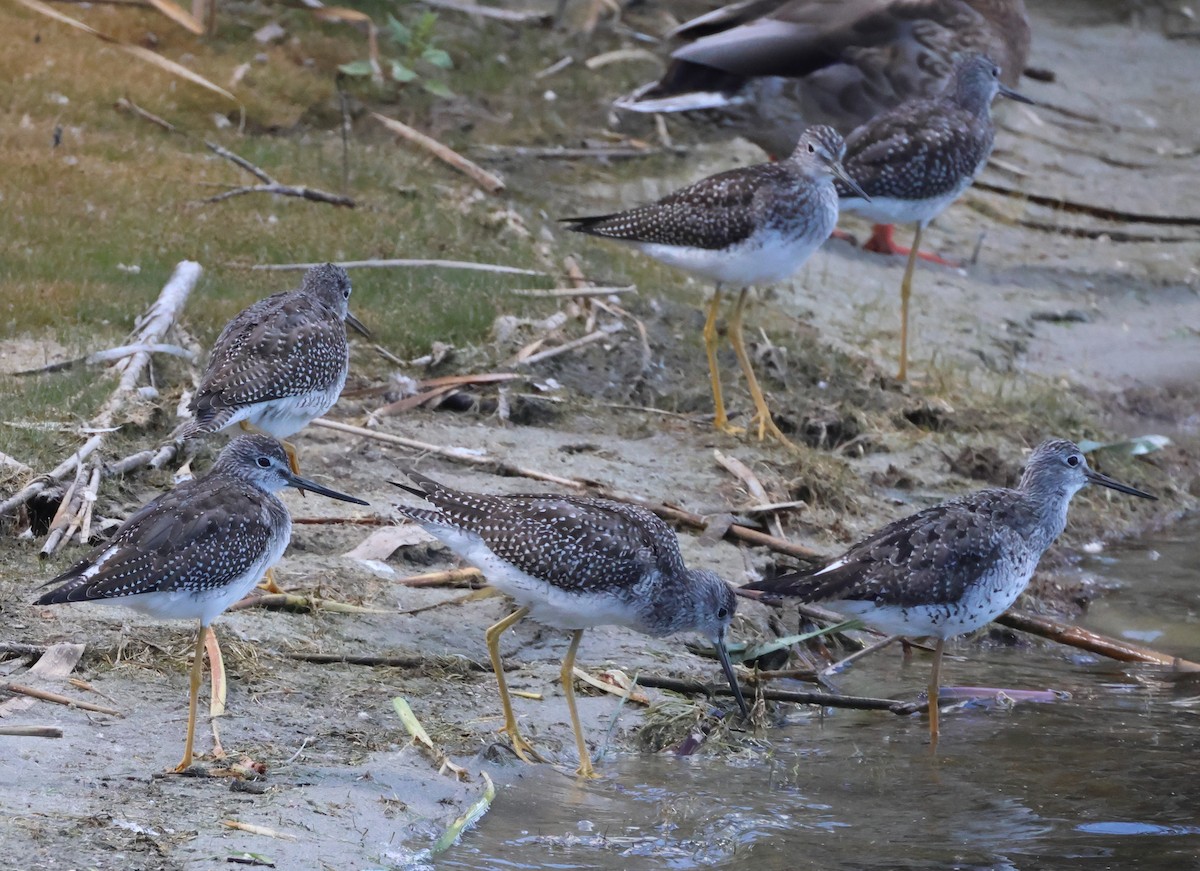 Greater Yellowlegs - Jan Harm Wiers