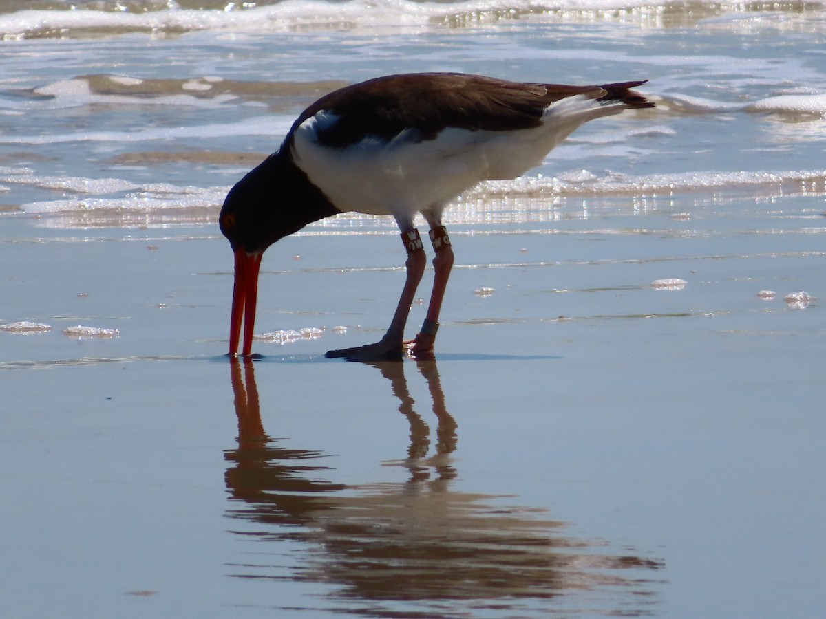 American Oystercatcher - ML623955931