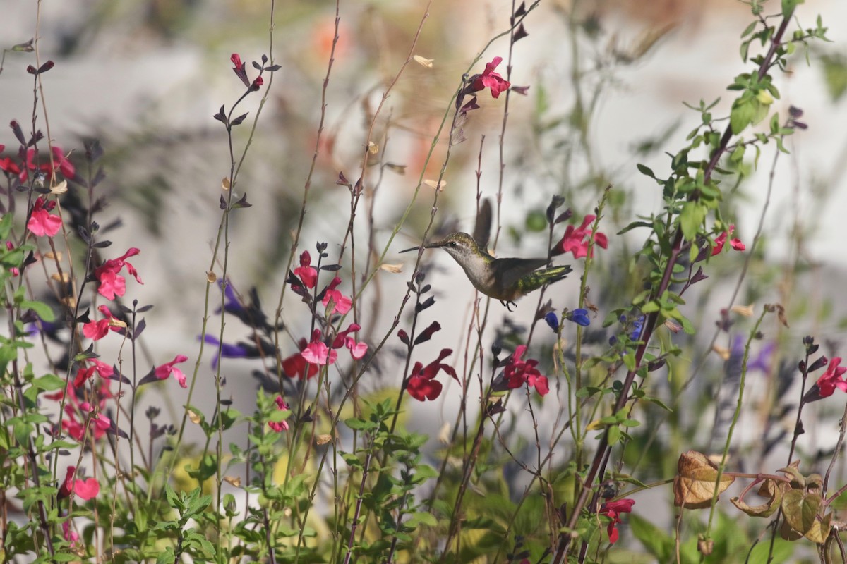 Ruby-throated Hummingbird - ML623955938