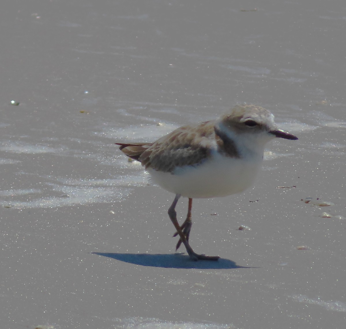 Snowy Plover - ML623955939