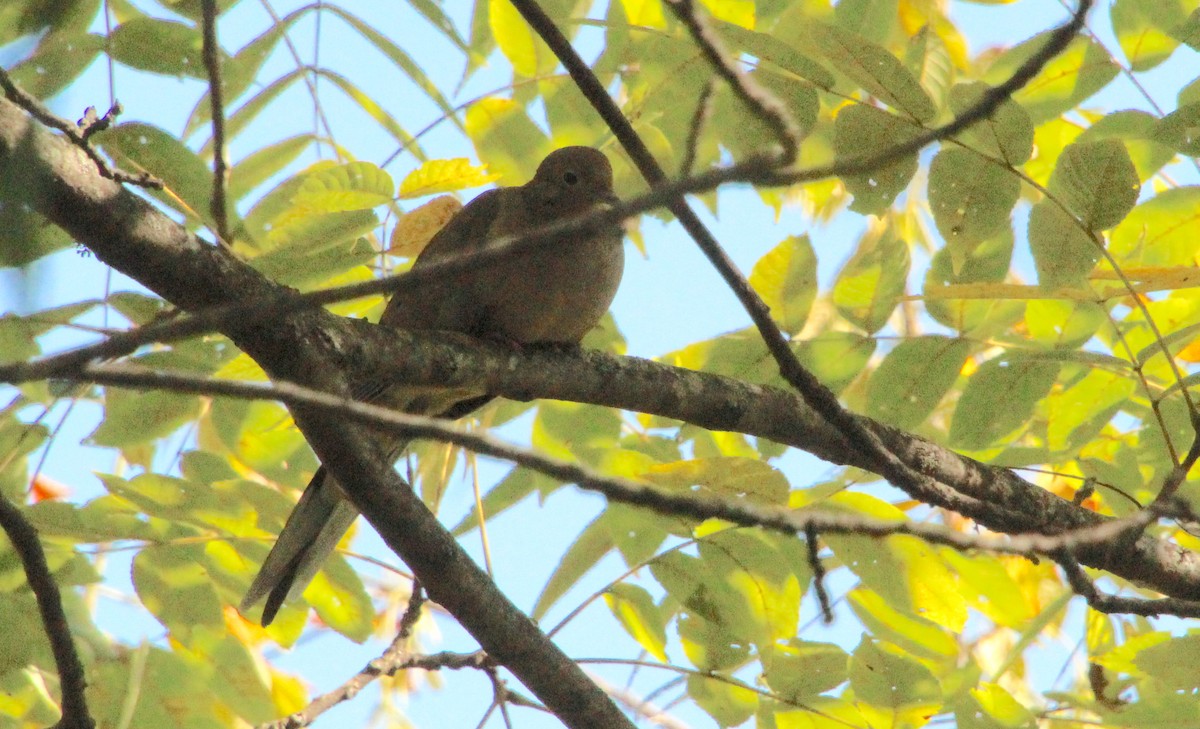 Mourning Dove - ML623955952