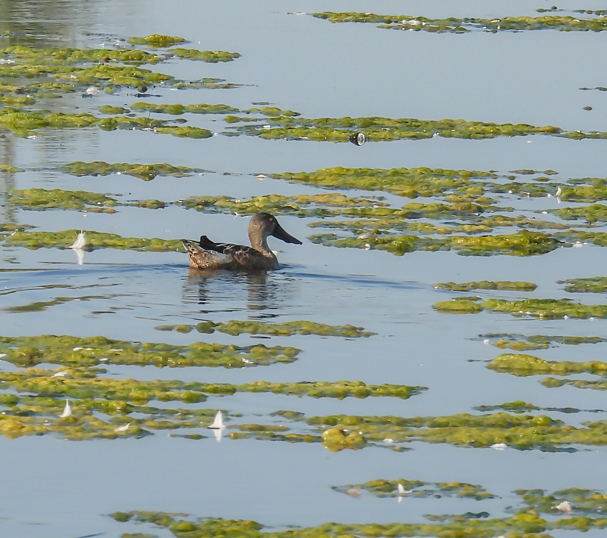 Northern Shoveler - ML623955955