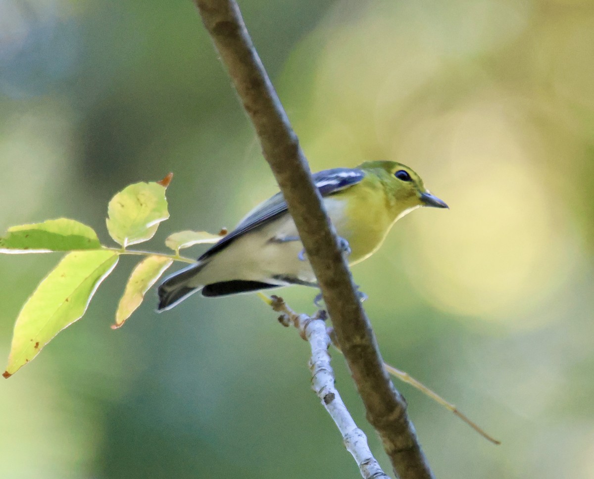 Yellow-throated Vireo - ML623955962