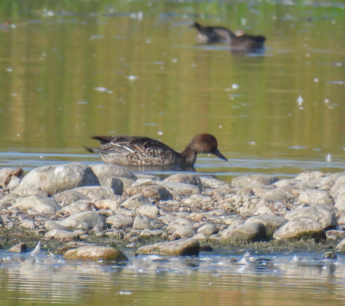 Northern Pintail - ML623955964