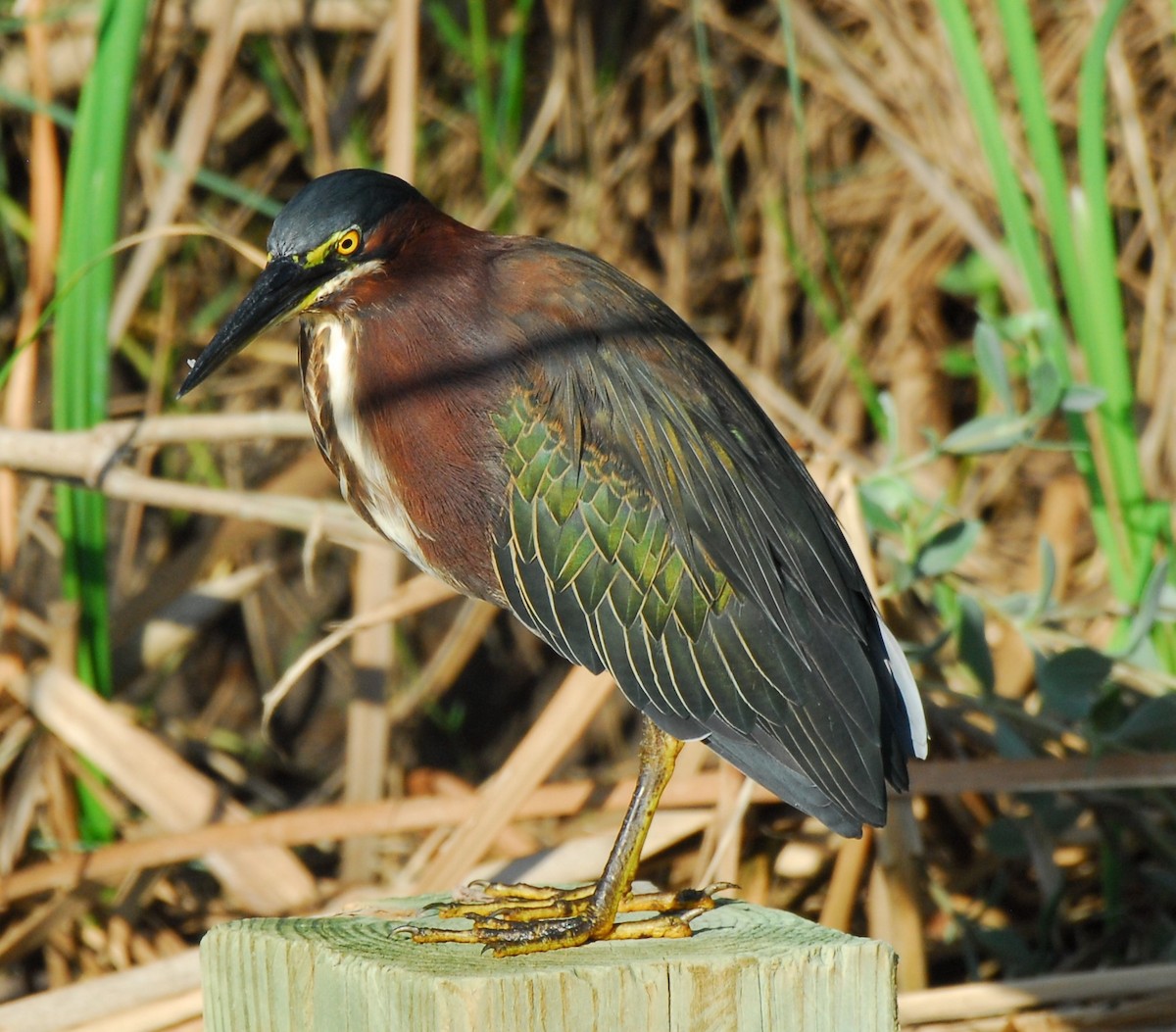 Green Heron - ML623955967