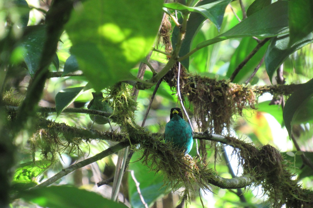 Green Honeycreeper - ML623955969