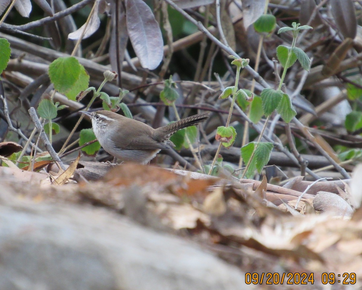 Bewick's Wren - ML623955972