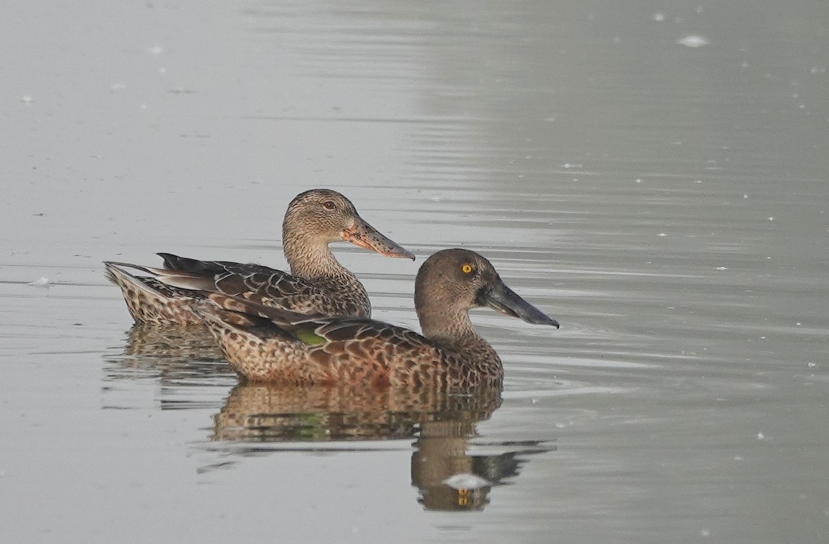 Northern Shoveler - ML623955985