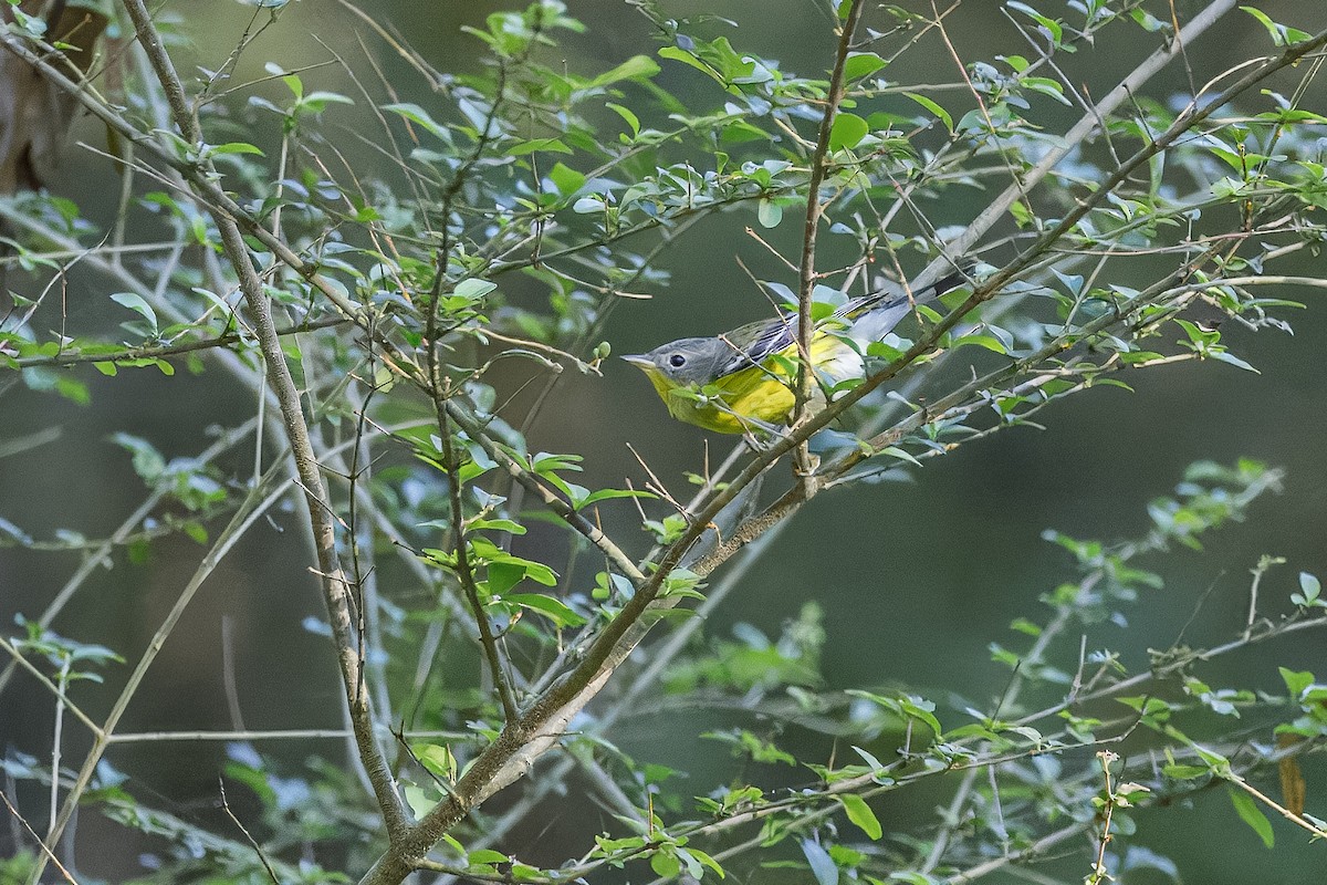 Magnolia Warbler - ML623955986