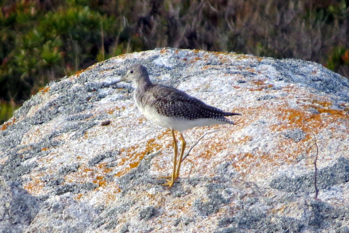 Greater Yellowlegs - ML623956008