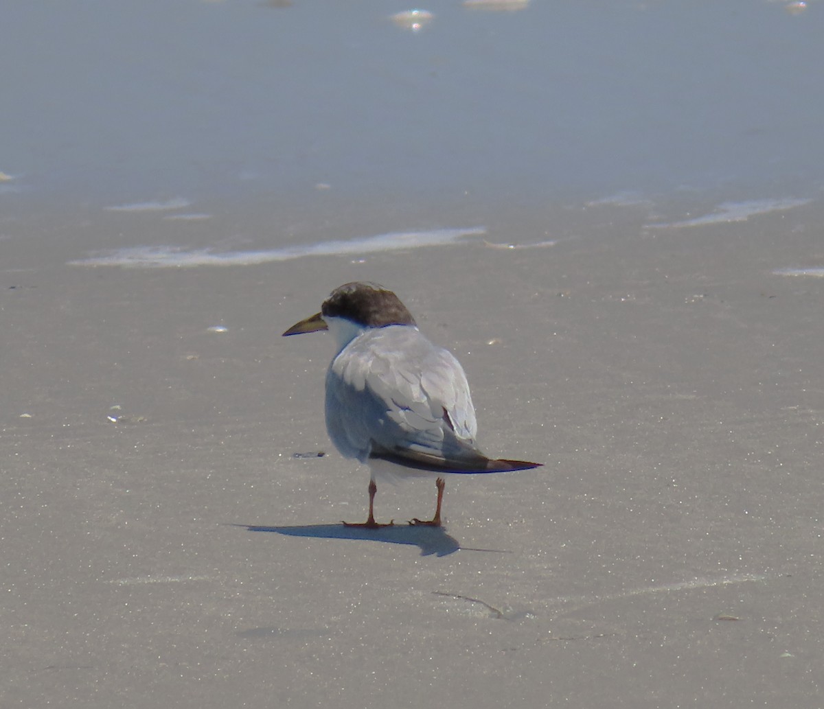 Least Tern - ML623956018