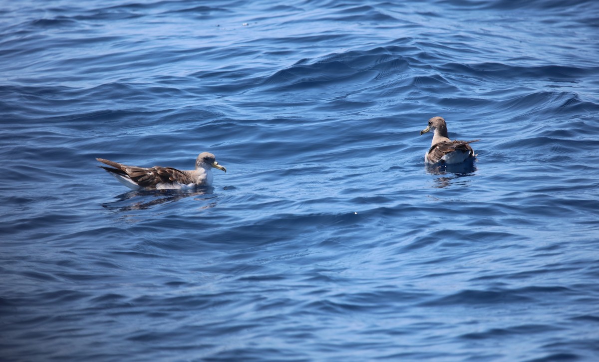 Cory's Shearwater (Scopoli's) - ML623956021