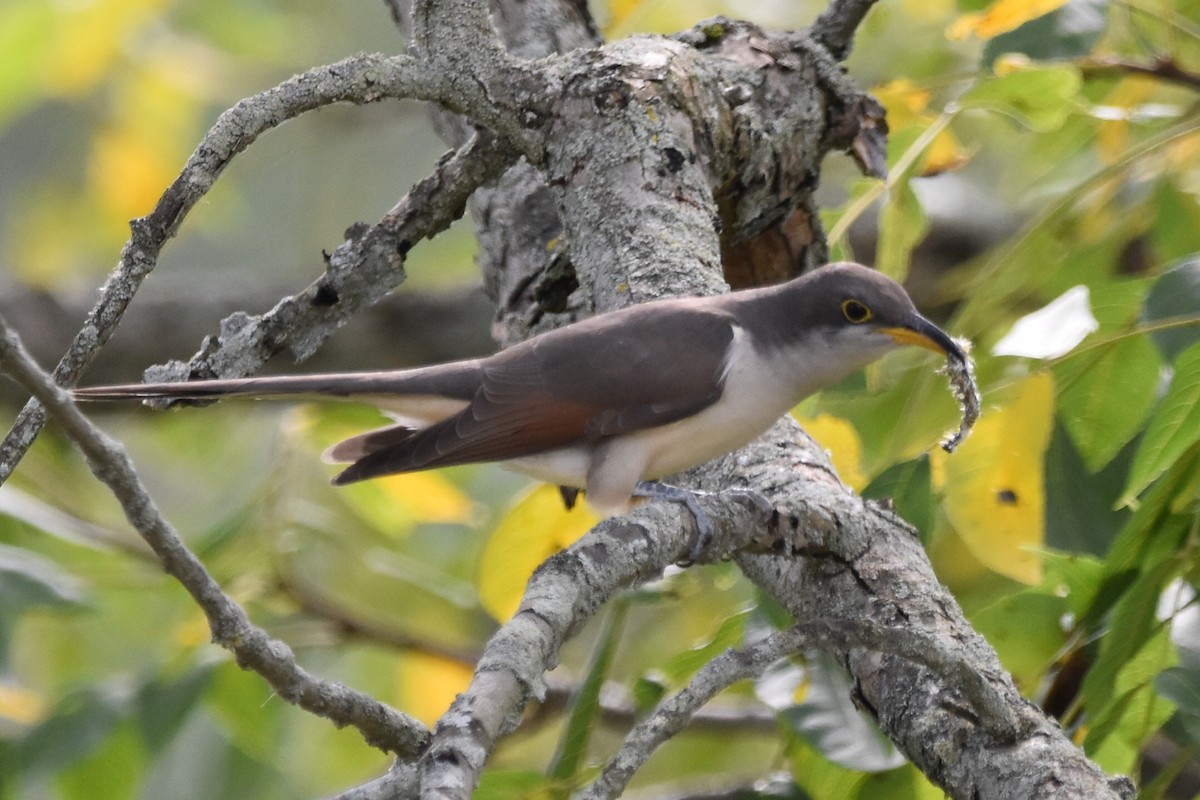 Yellow-billed Cuckoo - ML623956028