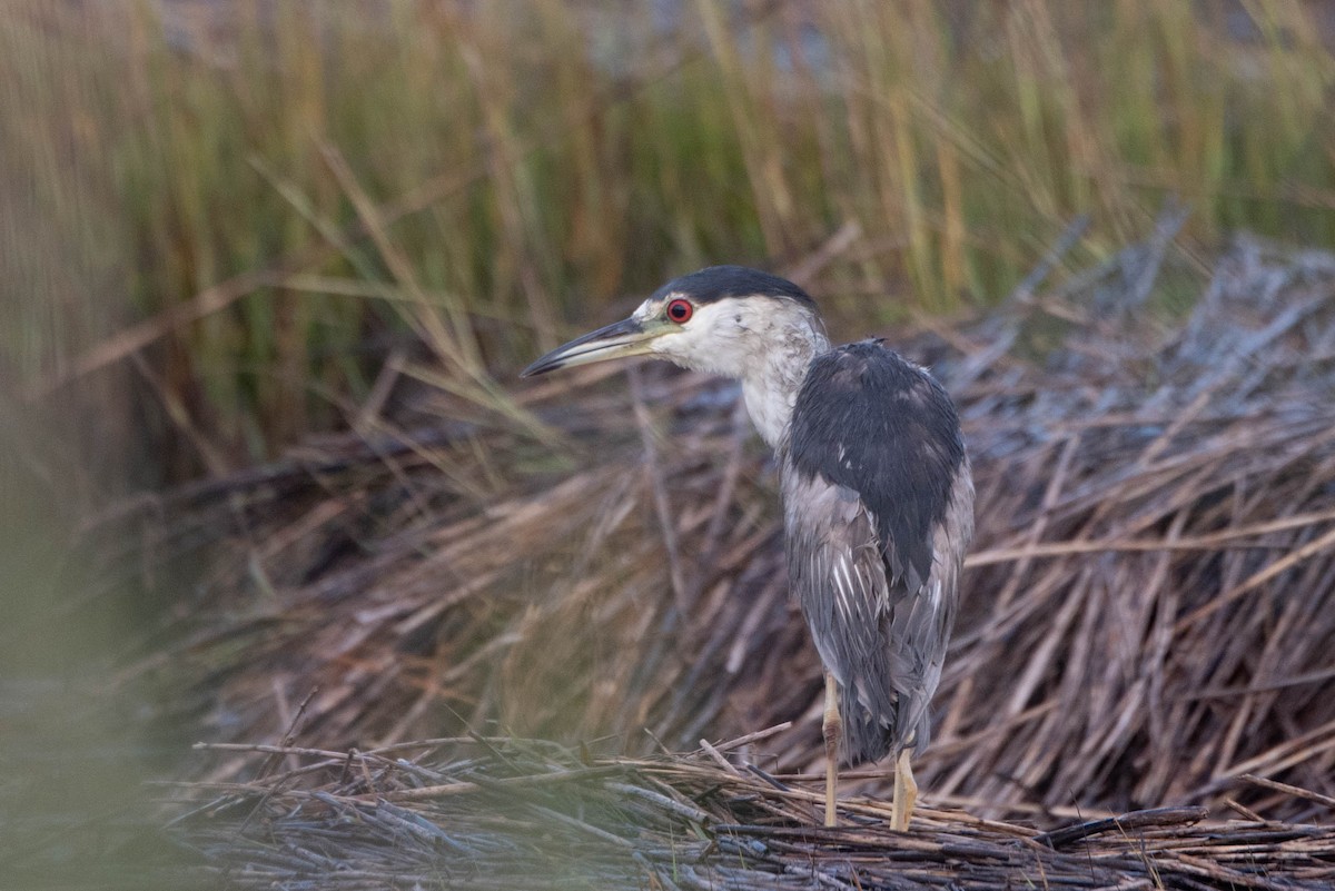 Black-crowned Night Heron - ML623956036