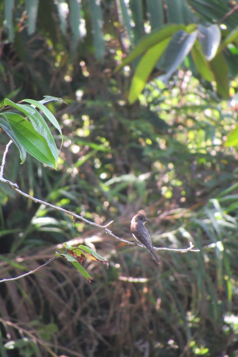 Eastern Wood-Pewee - ML623956045