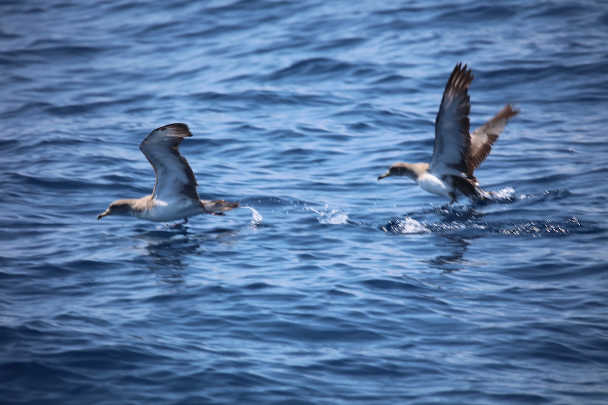 Cory's Shearwater (Scopoli's) - ML623956048