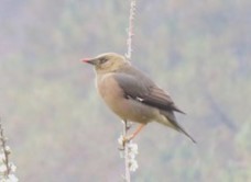 Burmese Myna - ML623956052