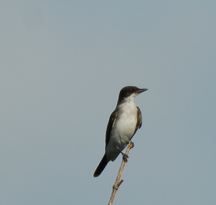 Eastern Kingbird - ML623956070