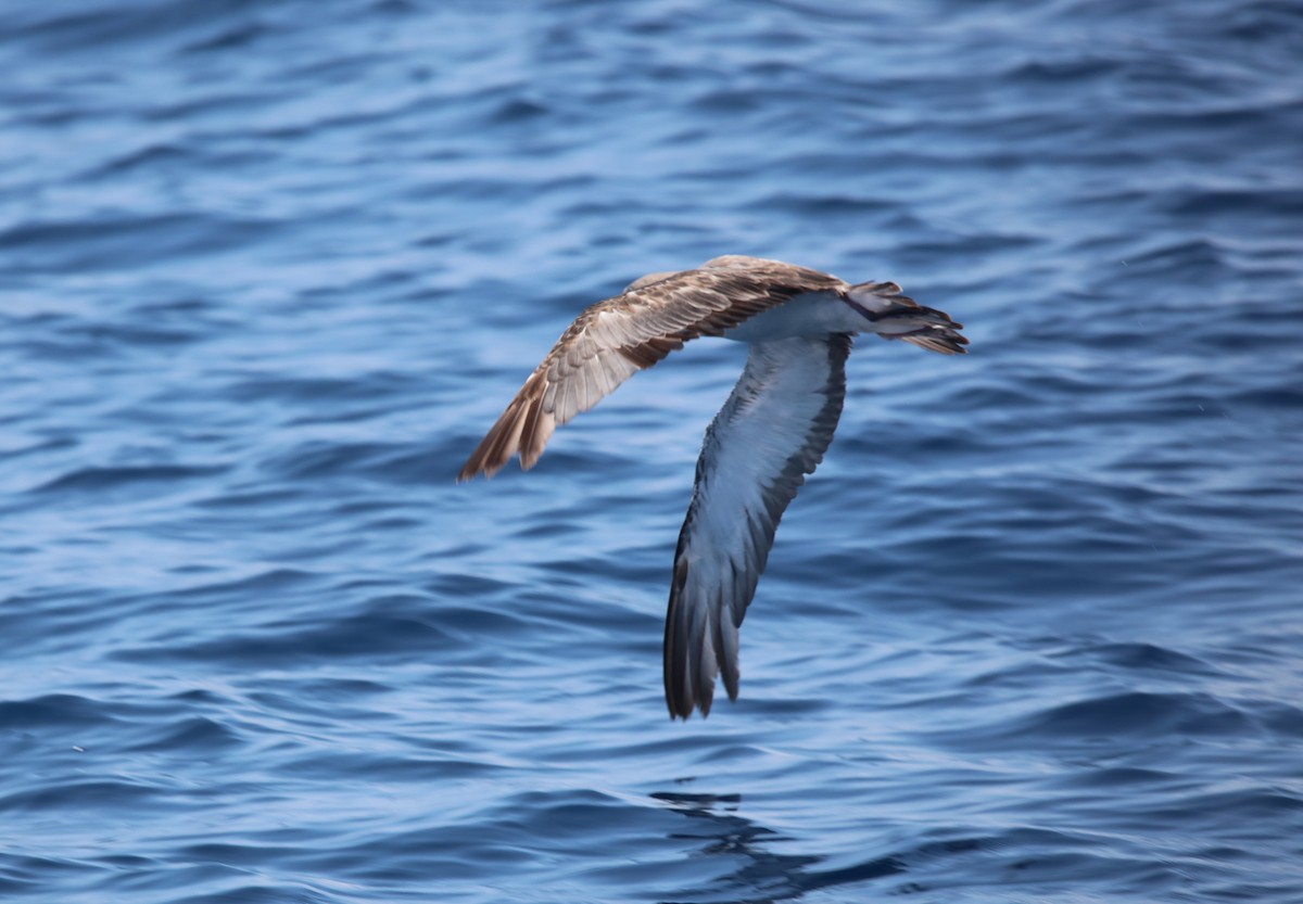 Cory's Shearwater (Scopoli's) - ML623956074