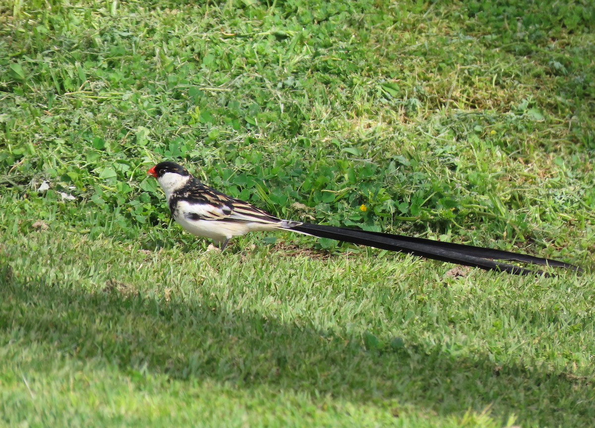 Pin-tailed Whydah - Susan Disher