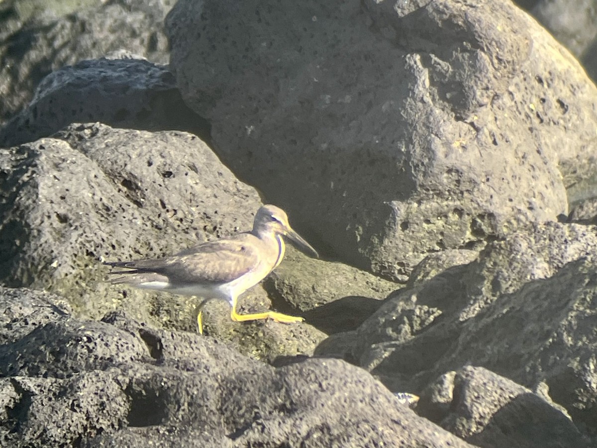 Wandering Tattler - ML623956085