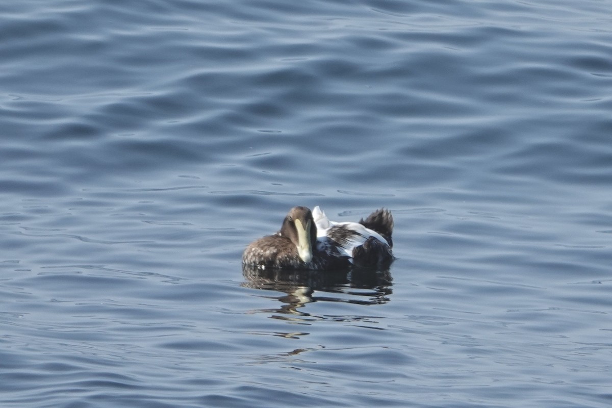 Common Eider - ML623956091