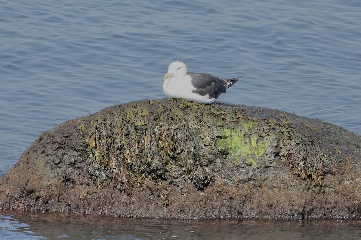 Great Black-backed Gull - Alena Capek