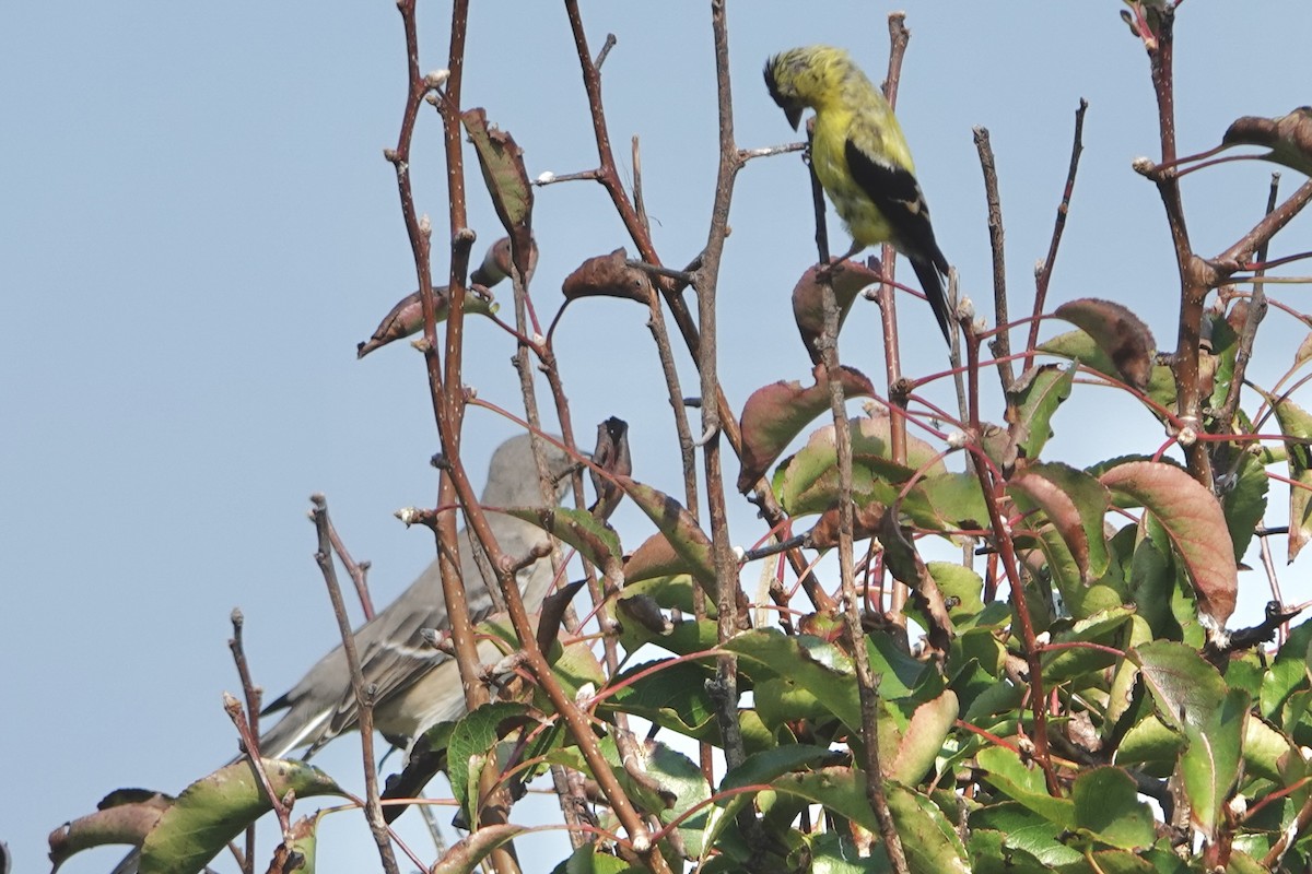 American Goldfinch - ML623956104