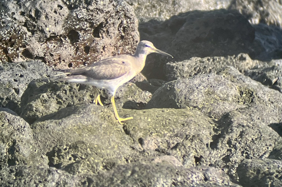 Wandering Tattler - Kevin Kubach