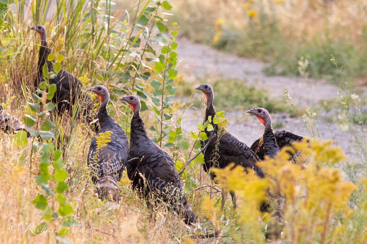 Wild Turkey - ML623956109