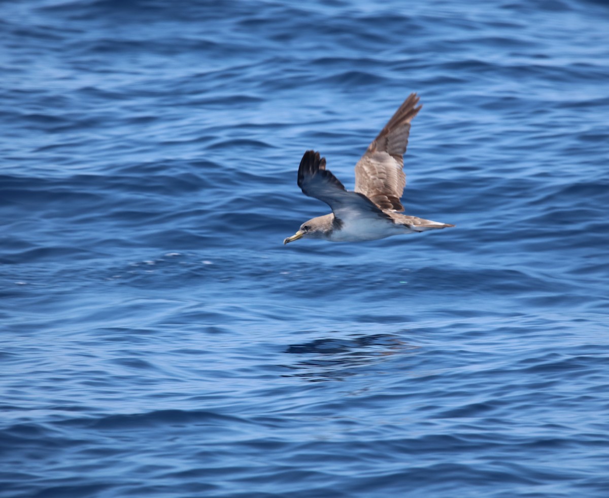 Cory's Shearwater (Scopoli's) - ML623956115