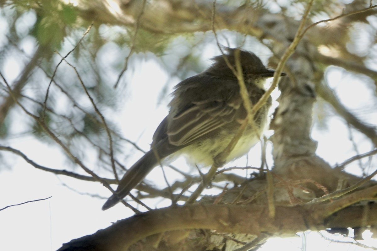 Eastern Phoebe - ML623956116